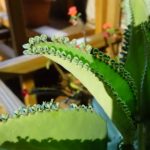 DSC00152